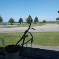 Bob's walking onion--fresh chives every morning