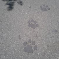 Paw print trail