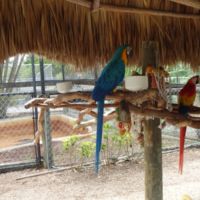 Parrots in zoo