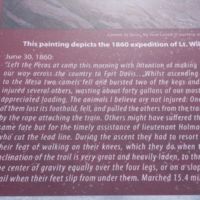 Camel can walk on their knees!