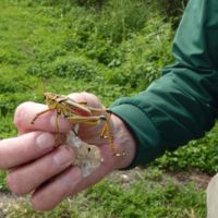Yellow and red grasshopper