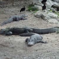 More alligators