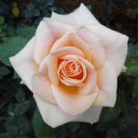 Marilyn Monroe (hybrid tea rose)