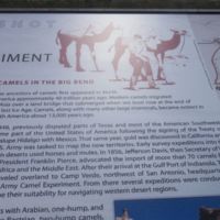 Camels migrated from America to Asia, then extinct here.