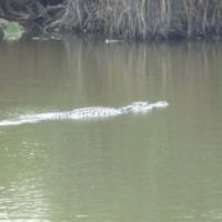 Alligator