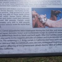 Mule skinners not fond of camels