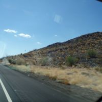 Vegetation on lava rock