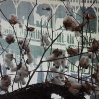 Cotton on the bush