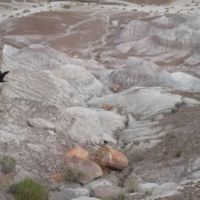 pieces of petrified tree trunk