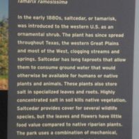 Nasty plant--Salt cedar steals water, concentrates salt