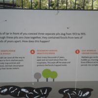 Animals were trapped, covered by sediment, then jumble by gas