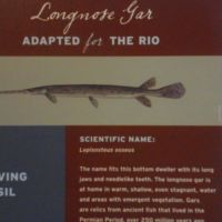 Gar (fish) can take oxygen from air as well as water