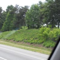 roadside plantings