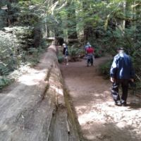 Sally looking for the end of the tree while John keeps walking
