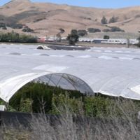 Protecting sedlings from sun