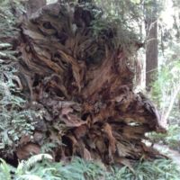 uprooted tree & Bob