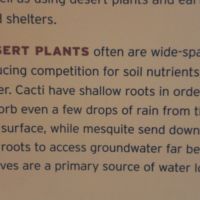 Desert plants