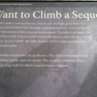 Sequoias are columnar shaped, not tapered