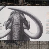 Mammoth has 10 ft tusks,weighs 11 ton, was an herbivore