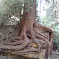 Nurse log (fallen) provides base for a seedling