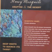 Mesquitetaprootupto150ft