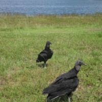 Turkey buzzards