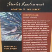 Roadrunner (we saw one)