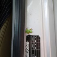 Frog hitching a ride