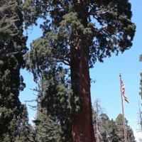 Sentinel is just an average sequoia at 700 tons.
