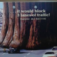 If the General Sherman tree were on the LA freeway