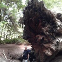 Sally next to uprootedtree