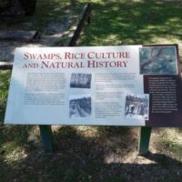 Swamps into rice paddies, cypress for timber