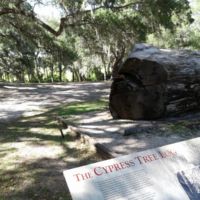 Cypress tree log