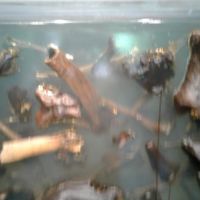 Jumbled fossils as they would be in the asphalt matrix