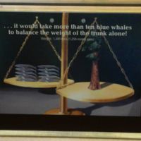 If the General Sherman were on a scale