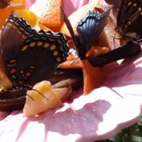 Feeding on orange peel