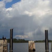 long-tailed bird on left