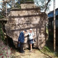 Cut is 40 ft above the ground, 18 ft diameter