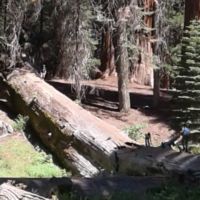 3 people on fallen sequoia