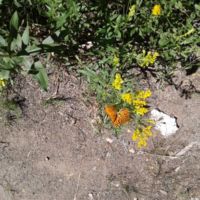 On a smaller scale, 2 butterflies