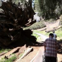 John & Sally next to uprooted sequoia