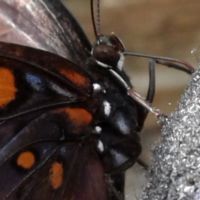 Closeup of Bob's brace