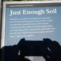 Interlocking roots help them stand in less than 3 ft of soil