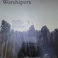 Young sequoias blend in with other trees, mature ones tower