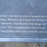 Thick bark, air pockets, little pitch, being above the flames--all help sequoias survive fires