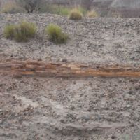 buried petrified trunk