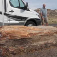 Bob with petrified tree
