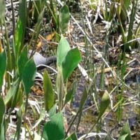 Anhinga neck on left