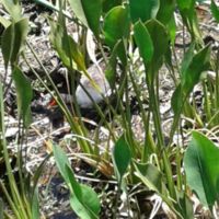 Anhingato right of orange beak