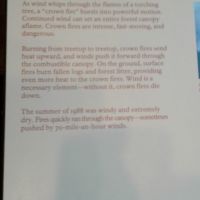 Fires in treetops were pushed across canopy by 70mph winds.